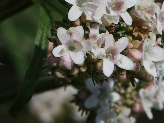 Valeriana officinalis / Valeriana comune