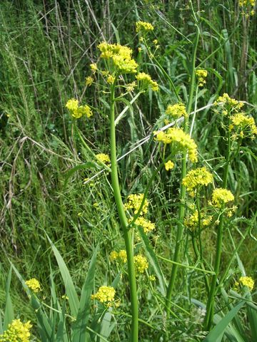 Fiori gialli da determinare