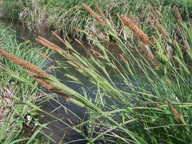 Piante acquatiche - Carex sp.
