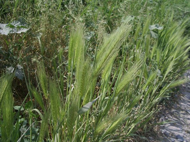 Graminaceae da determinare