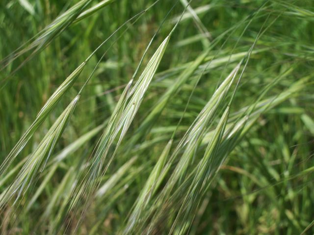 Bromus sterilis