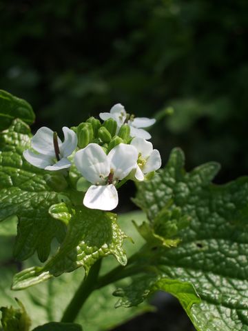 Alliaria petiolata / Alliaria comune