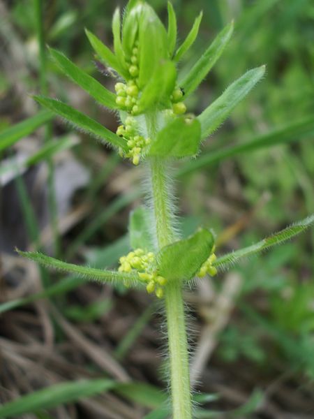 Cruciata laevipes / Crocettona comune