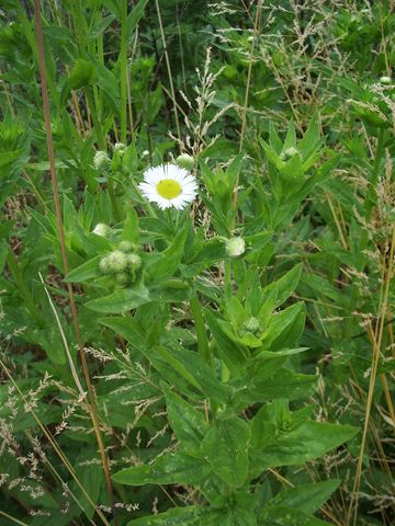 Asteraceae - Erigeron annuus