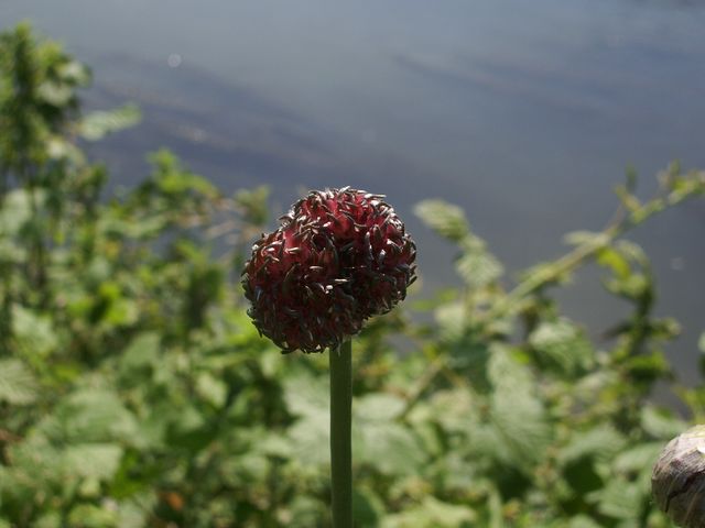 Fiore rosso-viola  - Allium vineale