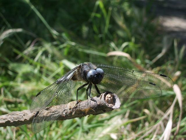 Libellula fulva e Ischnura elegans (Odonata)