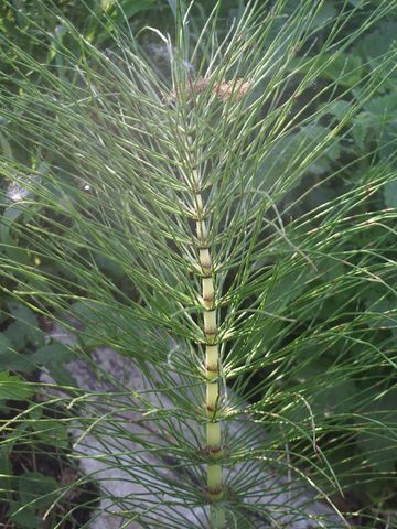 Equisetum cfr. telmateja