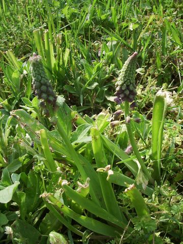 Muscari comosum / Giacinto dal pennacchio