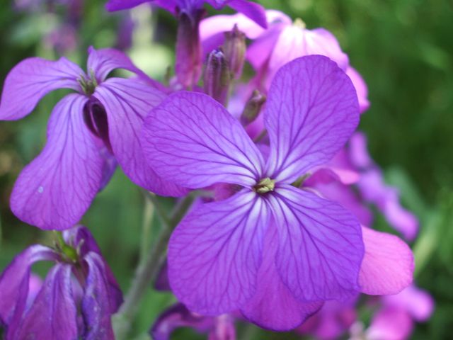 Lunaria annua