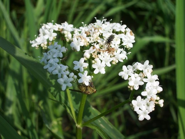 Valeriana officinalis / Valeriana comune