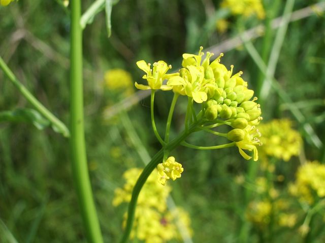 Fiori gialli da determinare