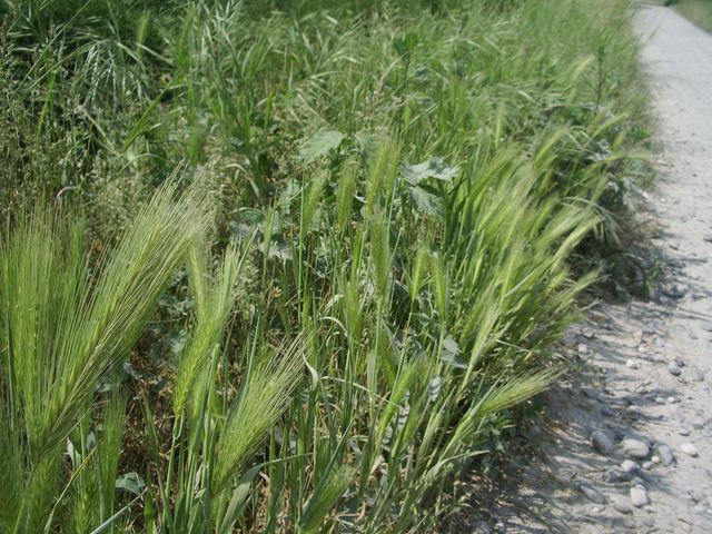 Graminaceae da determinare