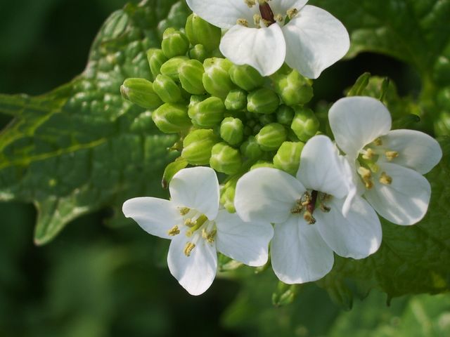 Alliaria petiolata / Alliaria comune