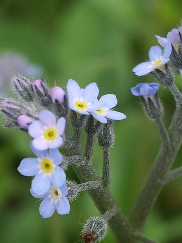 Fiorellini azzurri da determinare - Myosotis sp.