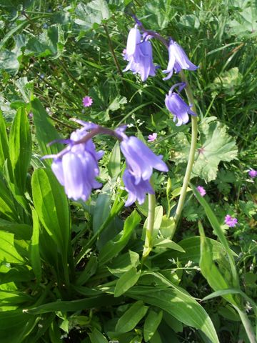 Hyacinthoides non-scripta