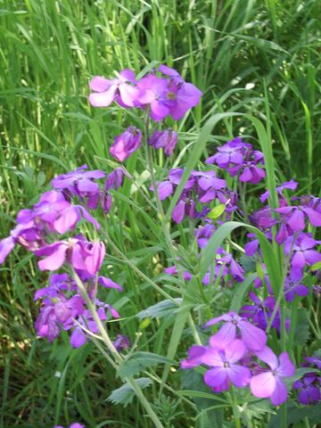 Lunaria annua