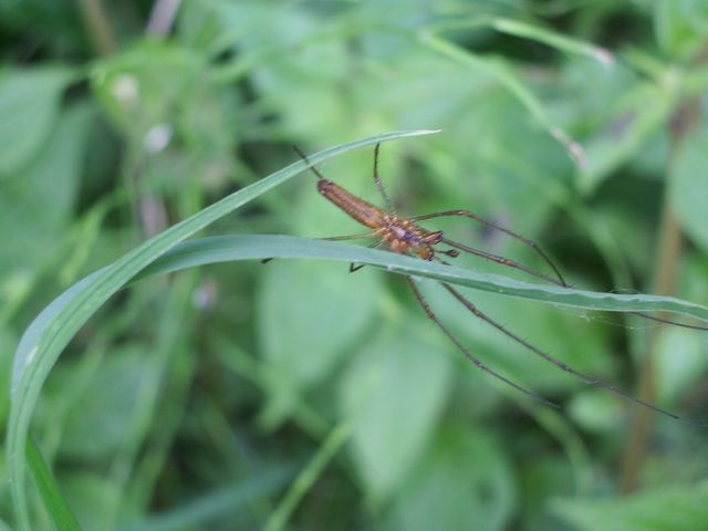 Da determinare (Tetragnatha)