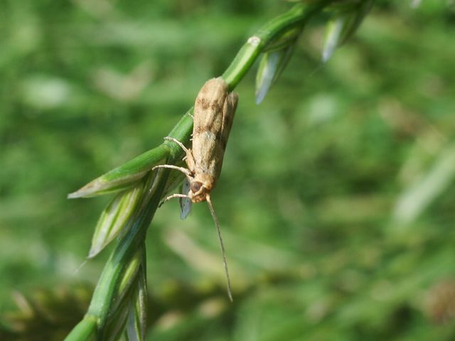 Farfallina da identificare