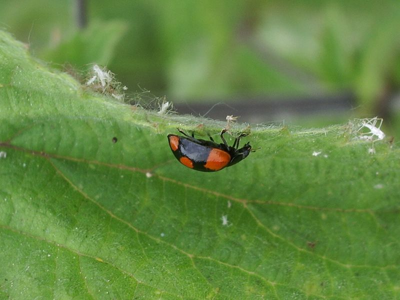 Coccinella da determinare