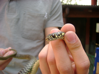 Hierophis viridiflavus