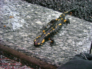 Salamandra salamandra salamandra