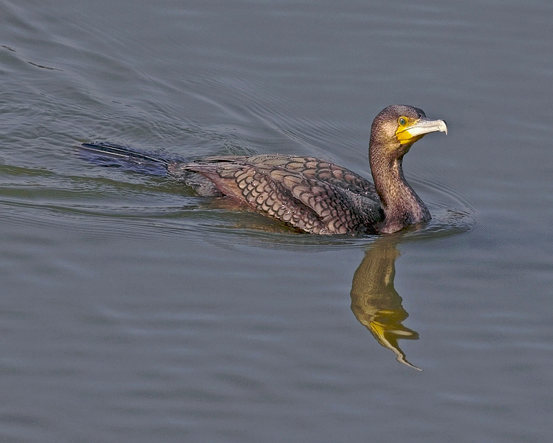 Cormorano