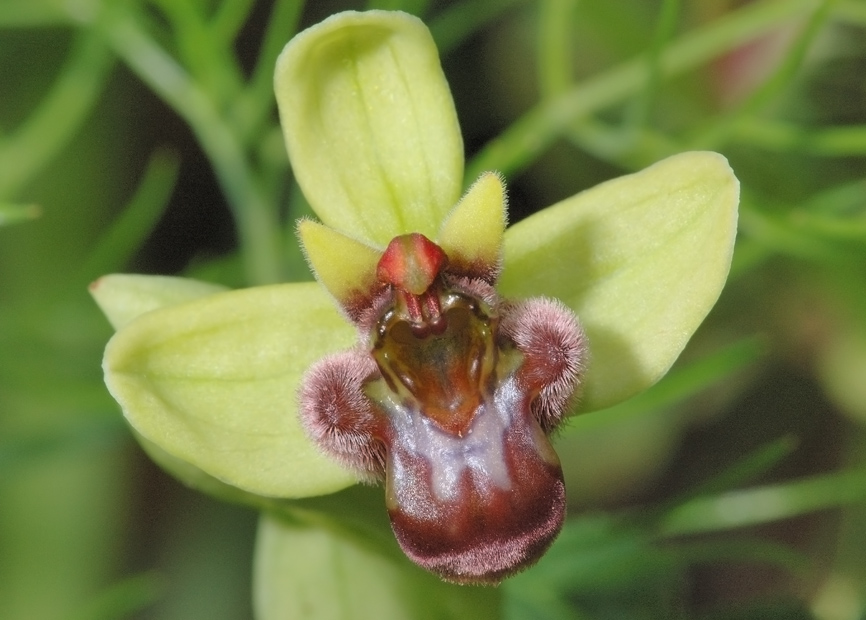 Ophrys bombyliflora