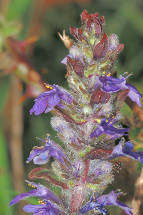 Ajuga reptans