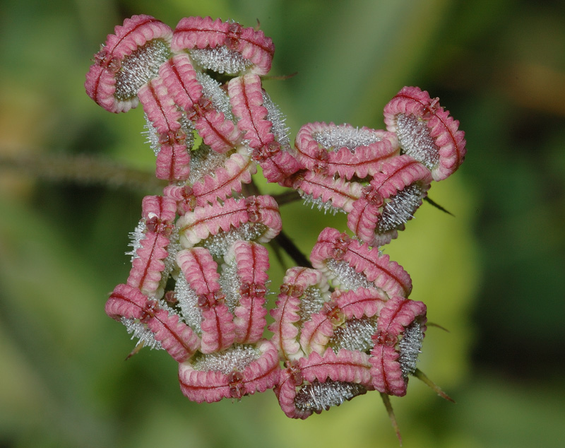 Frutti di  Tordylium apulum / Ombrellini pugliesi