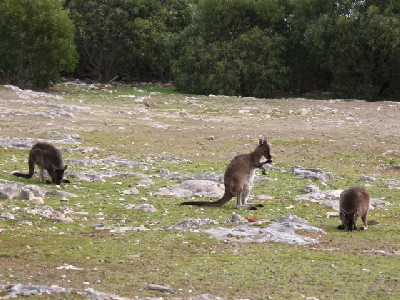 Australia 2006