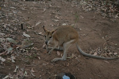 Australia 2006