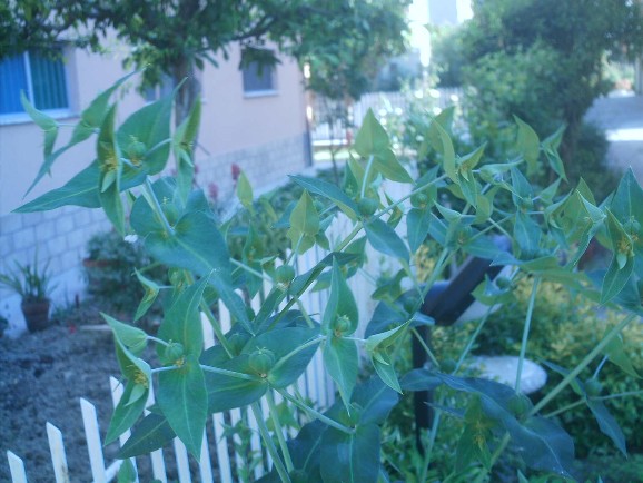 Euphorbia lathyris / Euforbia catapuzia