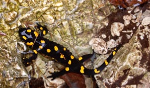 Salamandra salamandra