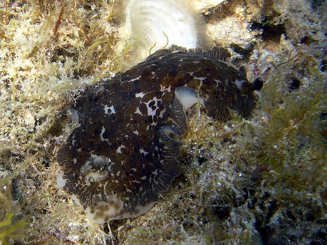 Dendrodoris grandiflora (Rapp, 1827)