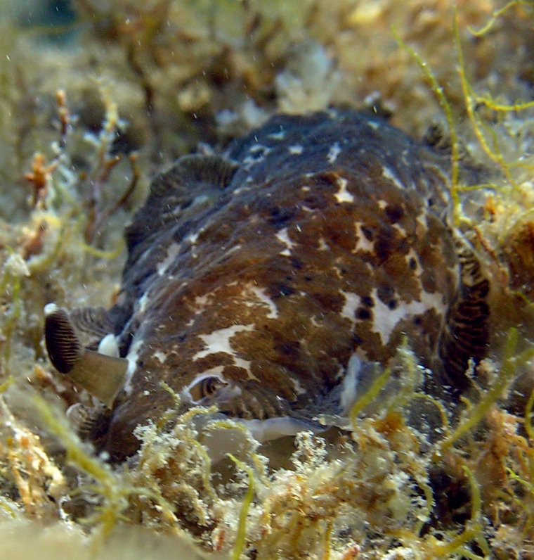 Dendrodoris grandiflora (Rapp, 1827)