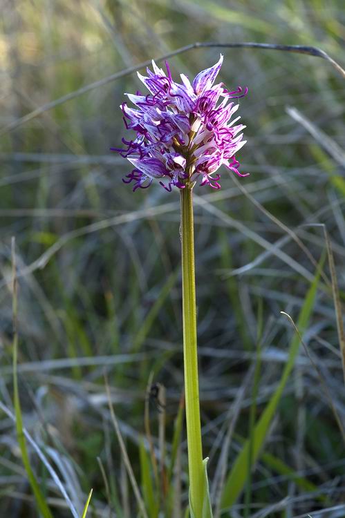 Orchis morio - Orchis purpurea - Orchis simia