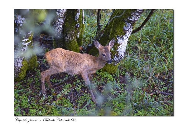 Capriolo-Capreolus capreolus