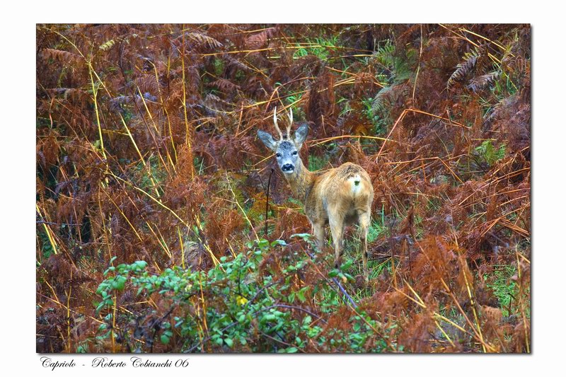 Capriolo-Capreolus capreolus