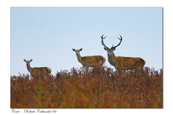 cervi Cervus elaphus