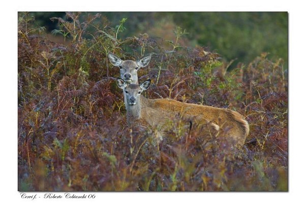 cervi Cervus elaphus