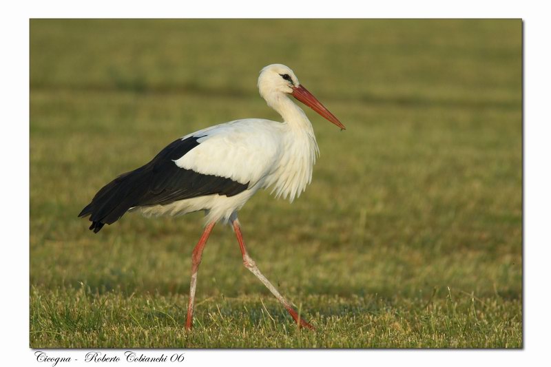 Cicogna bianca - Ciconia ciconia. Vita da ......