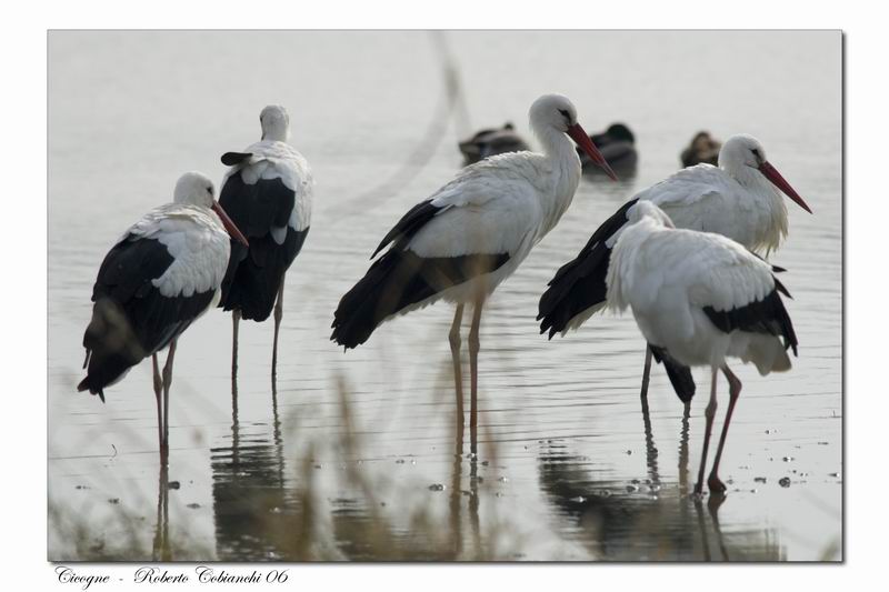 Cicogna bianca - Ciconia ciconia. Vita da ......