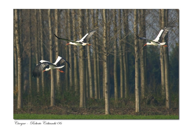 Cicogna bianca - Ciconia ciconia. Vita da ......