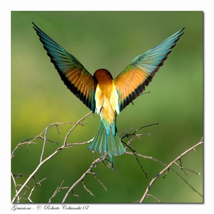 Gruccioni - Merops apiaster