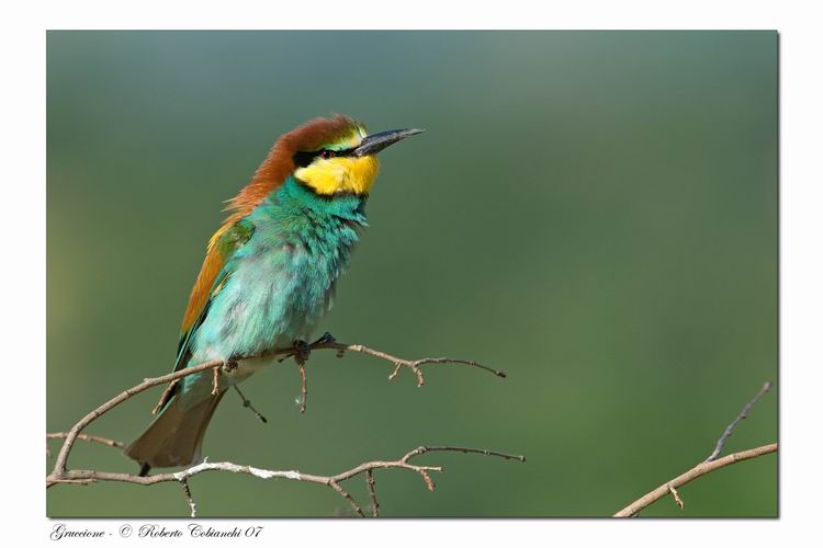 Gruccioni - Merops apiaster