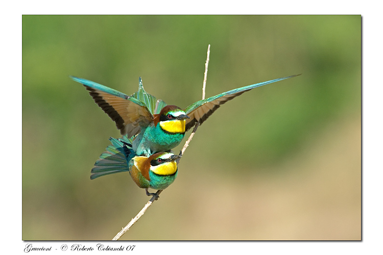 Gruccioni - Merops apiaster