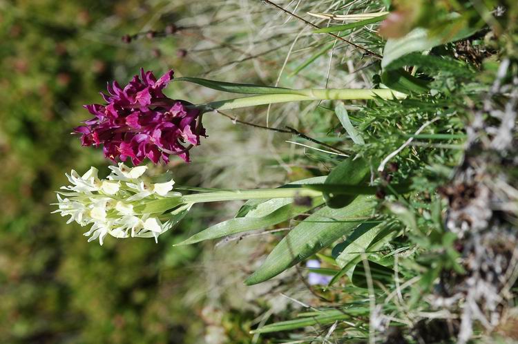 Dactylorhiza sambucina