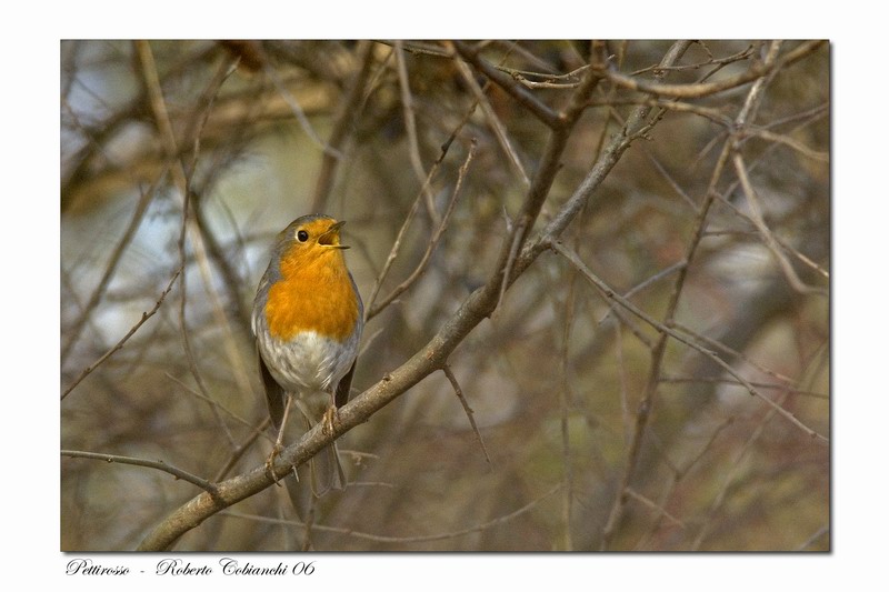 Pettirosso - Erithacus rubecula