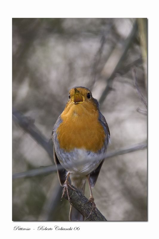 Pettirosso - Erithacus rubecula