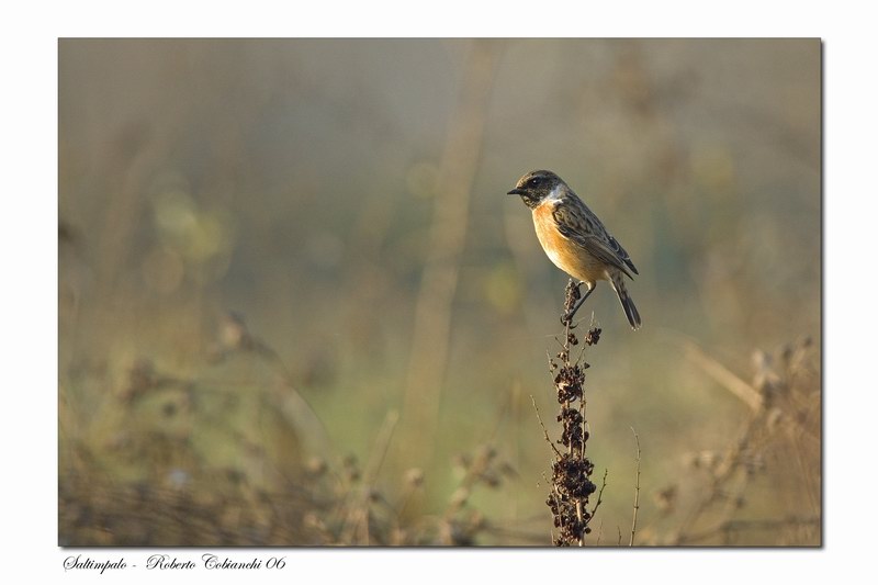 saltimpalo - Saxicola rubicola